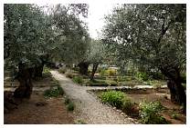 037Gethsemane.JPG